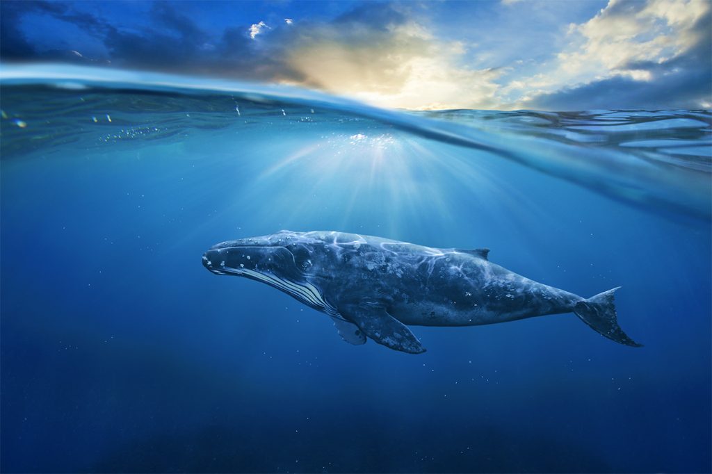 jonah-and-the-whale-of-a-story – Israel Revealed