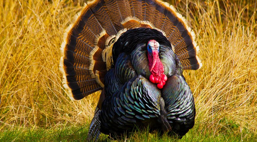 lds-turkey-day-israel